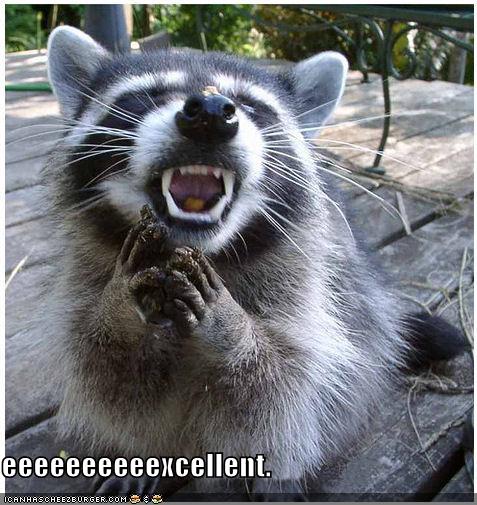 funny-pictures-evil-raccoon_968803_5.jpg