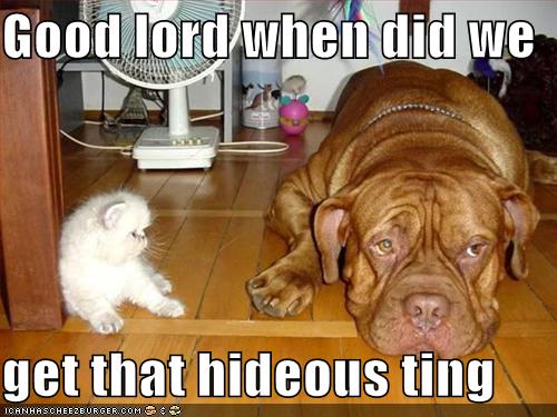 funny-pictures-kitten-hideous-dog_968803_6.jpg