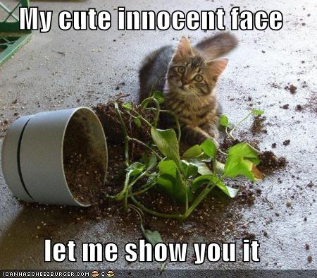 funny-pictures-kitten-plant-innocen-face_968803_10.jpg