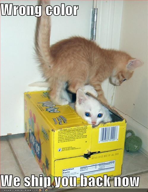 funny-pictures-kittens-locking-kittens-in-box_968803_1.jpg