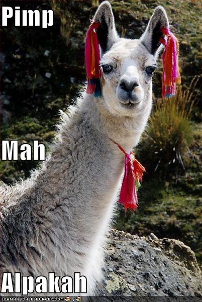 funny-pictures-pimp-alpakah_967107_12.jpg