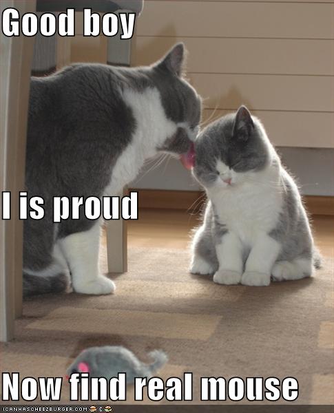 funny-pictures-proud-parent-cat-kitten_968239_4.jpg