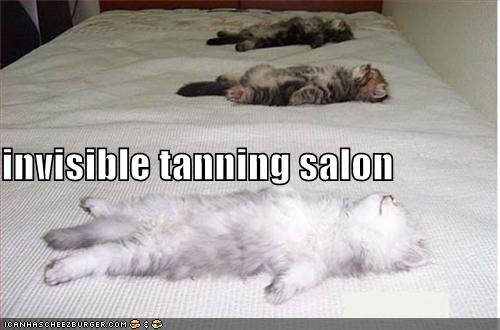 funny-pictures-tanning-salon-kittens_967110_6.jpg