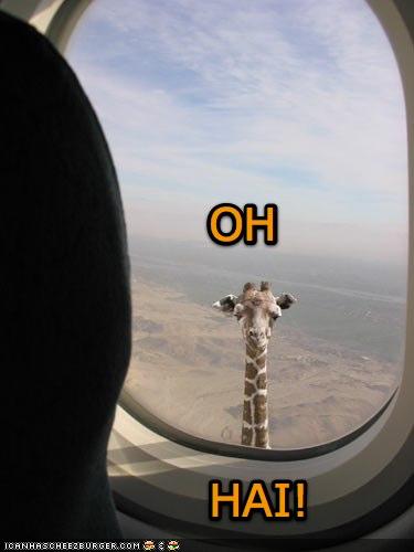 funny-pictures-giraffe-airplane-window_986643_0.jpg