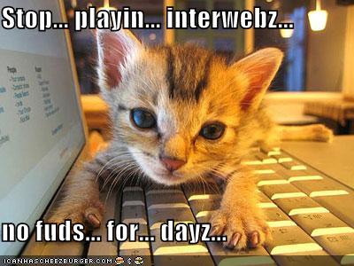 funny-pictures-kitten-laptop-hungry_980111_0.jpg