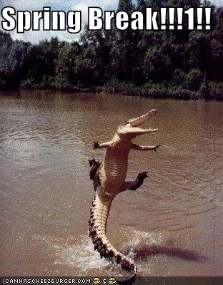 funny-pictures-spring-break-crocodile_989814_0.jpg