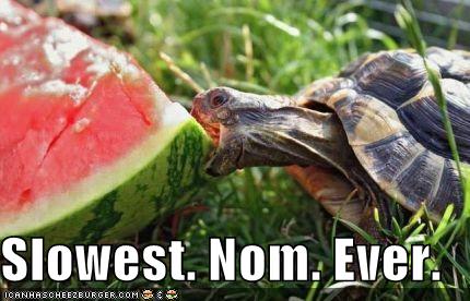 funny-pictures-turtle-eats-watermelon_981927_0.jpg