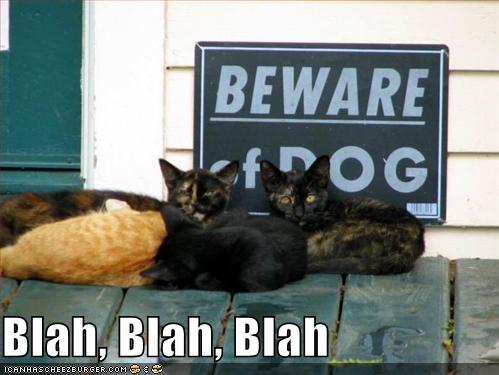 funny-pictures-cats-blah-beware-of-dog_995707_0.jpg