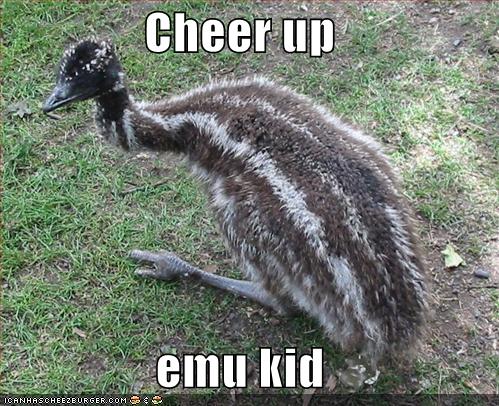 funny-pictures-emo-emu_990566_1.jpg