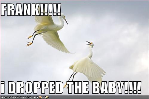 funny-pictures-storks-dropped-baby_998292_0.jpg