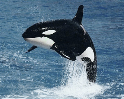 orca_992318_0.jpg