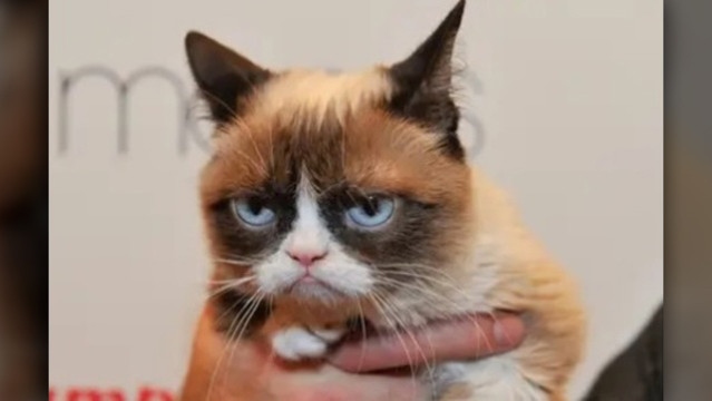 Grumpy-Cat-passes-away-on-May-14_1558087