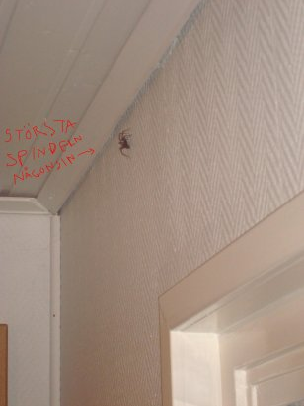 post-8449-1197213899_thumb.png